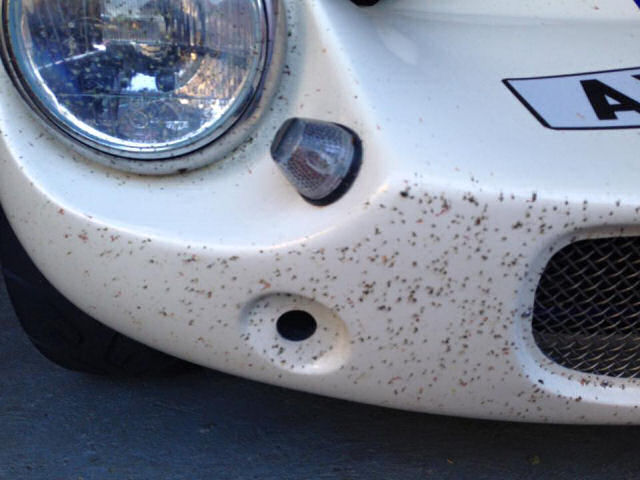 Bugs!